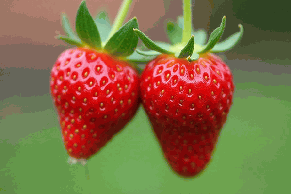 ݮ